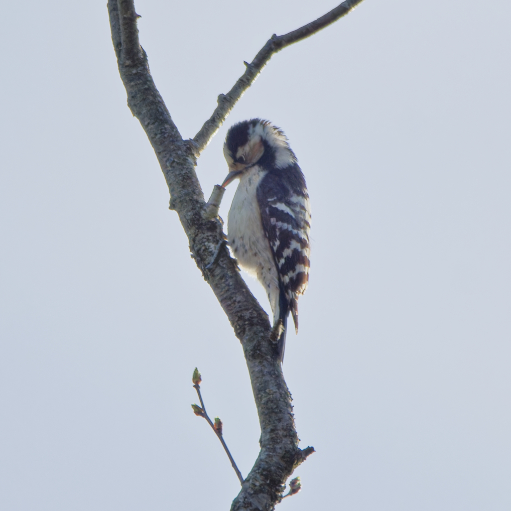 Lesser Spotted Woodpecker